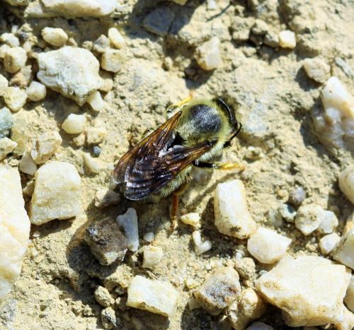Megachile pyrenaica